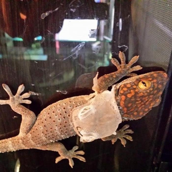 Gekko gecko