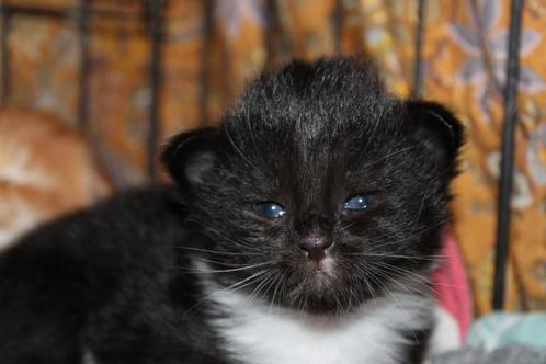 Ragdoll x maine coon kittens., Dieren en Toebehoren, Katten en Kittens | Raskatten | Langhaar, Meerdere dieren, Met stamboom, Ontwormd