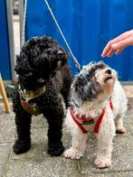 Nieuw thuis gezocht voor Daisy (Maltipoo) en Donny (Doodle), Dieren en Toebehoren, Meerdere, Meerdere dieren, Klein, 3 tot 5 jaar