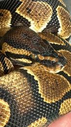 Ball Python wildkkleur het clown 2024, Slang