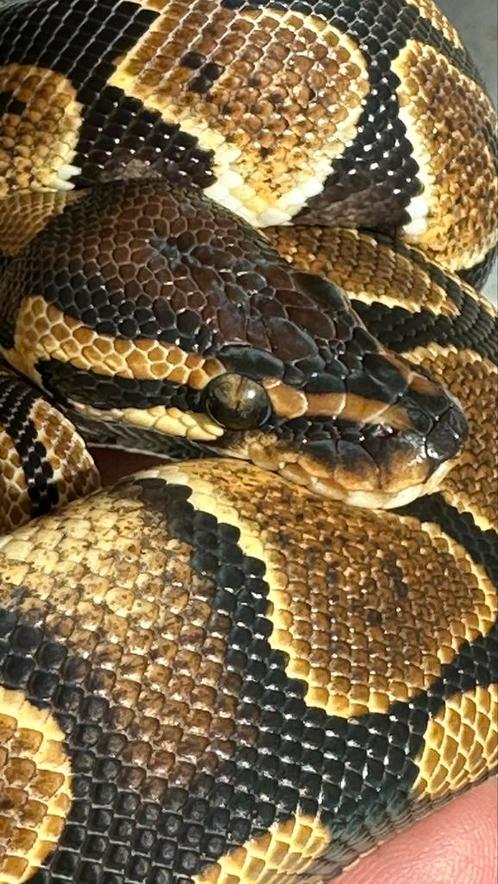 Ball Python wildkkleur het clown 2024, Dieren en Toebehoren, Reptielen en Amfibieën, Slang