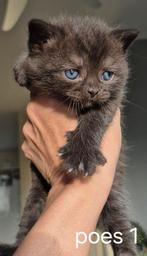 Brits/Britse korthaar kittens, Dieren en Toebehoren, Katten en Kittens | Raskatten | Korthaar, Meerdere dieren, Ontwormd