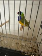 Gouldamadine cinnamon man split blauw, Mannelijk, Tropenvogel, Geringd