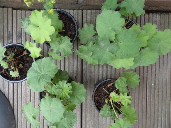 plant buitenplant VROUWENMANTEL, Tuin en Terras, Planten | Tuinplanten, Overige soorten, Volle zon, Ophalen