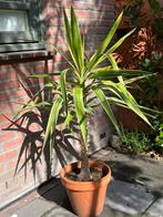 Yucca 1,20 m hoog, Ophalen, Overige soorten, Volle zon