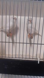 Koppel witte kanaries, Dieren en Toebehoren, Vogels | Kanaries, Meerdere dieren, Kleurkanarie
