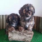 Boomer pups maltezer shih tzu lhasa apso teckel hond puppy, Nederland, Overige rassen, CDV (hondenziekte), 8 tot 15 weken