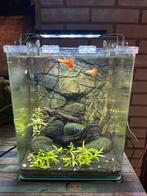 Nano cube 20L, Dieren en Toebehoren, Ophalen, Zo goed als nieuw, Gevuld zoetwateraquarium