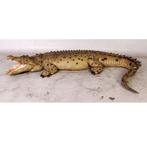 Crocodile mouth open 12 ft – Krokodil beeld Lengte 343 cm