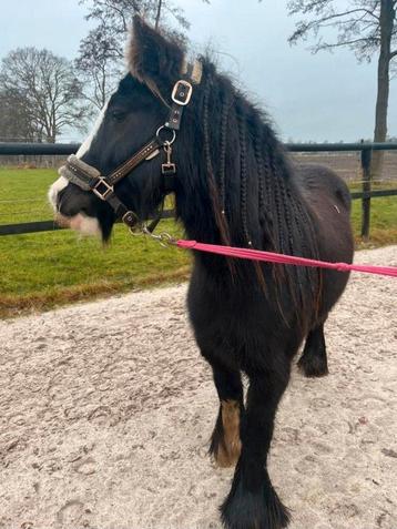 Verzorg pony's aangeboden beschikbaar voor biedingen
