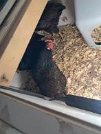 4 Dubbelgezoomde barnevelders en 1 leghorn porselein te koop, Dieren en Toebehoren, Pluimvee, Vrouwelijk, Kip
