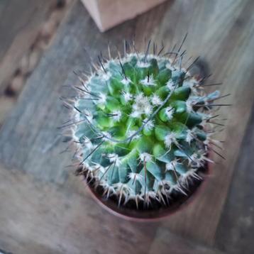cactus kamerplant vermoed mammillaria zie foto beschikbaar voor biedingen
