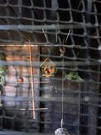 Koppel japanse nachtegalen. Broedrijp., Dieren en Toebehoren, Meerdere dieren, Tropenvogel