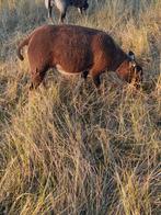Dassenkop ooi en rammen te koop, Meerdere dieren, Schaap