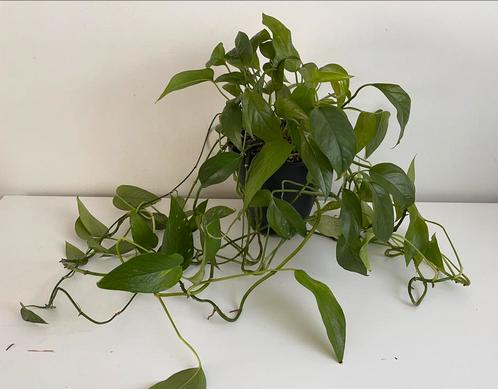 Epipremnum pinnatum green form/blue form en aurea, Huis en Inrichting, Kamerplanten, Overige soorten, Minder dan 100 cm, Ophalen