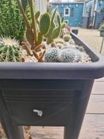 Mooie mix van verschillende soorten cactussen, Tuin en Terras, Volle zon, Vaste plant, Bloeit niet, Ophalen