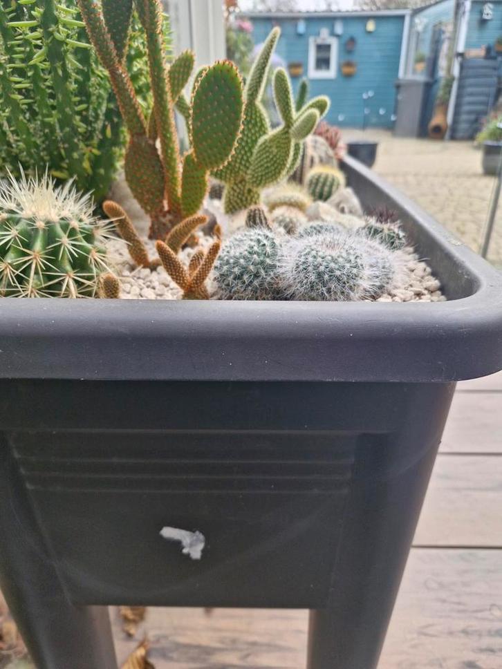 Mooie mix van verschillende soorten cactussen, Tuin en Terras, Planten | Tuinplanten, Vaste plant, Overige soorten, Volle zon