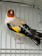 Te Koop majoor putters.  Eumo en satinet., Dieren en Toebehoren, Meerdere dieren, Bastaard