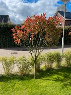 Glansmispel bomen Red Robin (3 stuks!) Photinia Fraseri, Tuin en Terras, Ophalen, 100 tot 250 cm