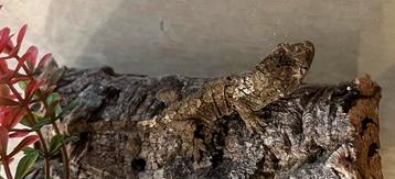 0.0.2 White collar Chahoua baby's beschikbaar voor biedingen