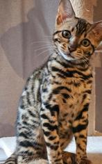 Bengaalse kittens, Dieren en Toebehoren, Katten en Kittens | Overige Katten