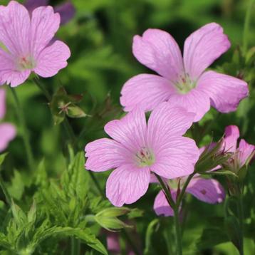 GERANIUM 'Rose Clair'( NU PLanttijd ) 4 voor 5,00 beschikbaar voor biedingen