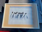 Ikea schilderij Pinguïns, Ophalen, Zo goed als nieuw, Hout, 50 tot 75 cm