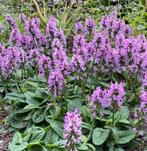 Stachys Andoorn Ukkie bodembedekker vlinders vaste plant, Vaste plant, Halfschaduw, Zomer, Ophalen