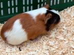 Jonge cavia’s te koop, Dieren en Toebehoren, Knaagdieren, Cavia, Mannelijk, Tam, September