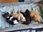 Goed tehuis gezochte voor speelse kittens, Dieren en Toebehoren, Katten en Kittens | Raskatten | Korthaar, Meerdere dieren, 0 tot 2 jaar