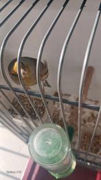 -Een-bastaard parva putter ( Super zanger) van 2024.(DZ), Dieren en Toebehoren, Vogels | Overige Vogels, Mannelijk, Wildzangvogel