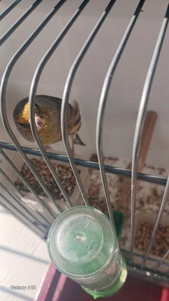 -Een-bastaard parva putter ( Super zanger) van 2024.(DZ), Dieren en Toebehoren, Vogels | Overige Vogels, Wildzangvogel, Mannelijk