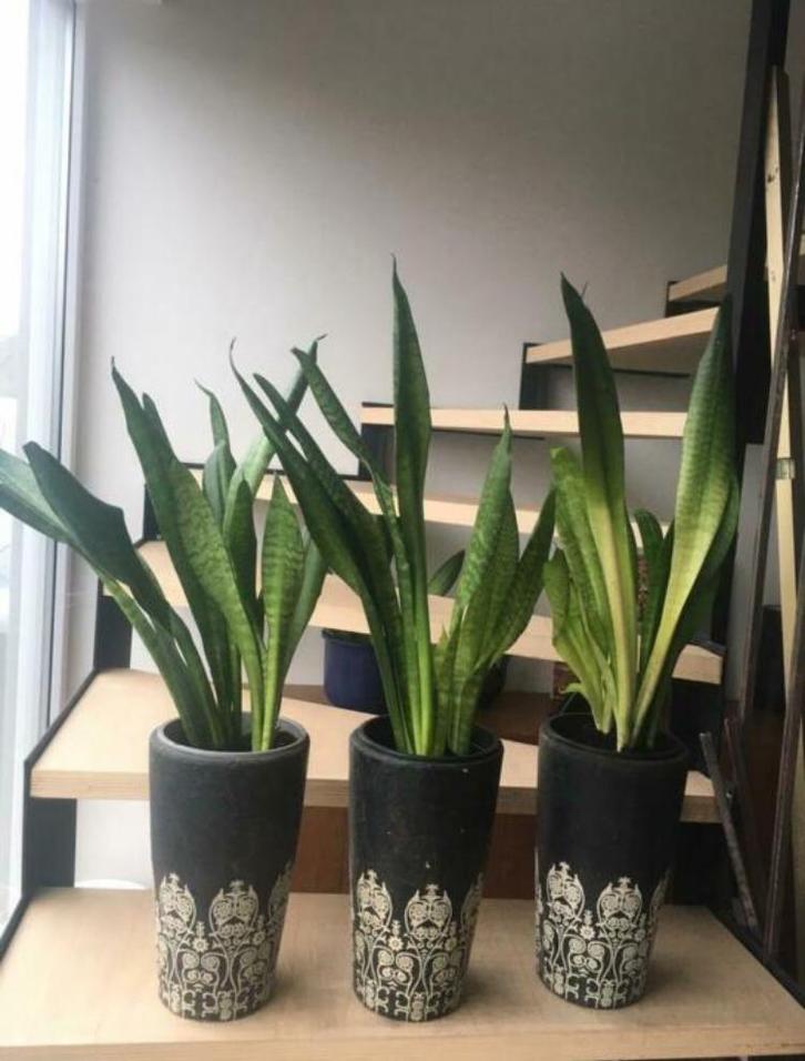 luxe kwaliteit terracotta binnen mooie bloempotten vazen, Tuin en Terras, Bloempotten, Zo goed als nieuw, Terracotta, Binnen, Minder dan 40 cm