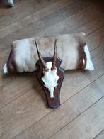 Gewei echte schedel met reegewei en kaakjes, Ophalen of Verzenden