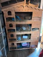 Caviaflat, Dieren en Toebehoren, Ophalen, 90 cm of meer, Hok, Cavia