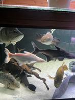 Pangasius, Dieren en Toebehoren, Vis, Zoetwatervis, Schoolvis
