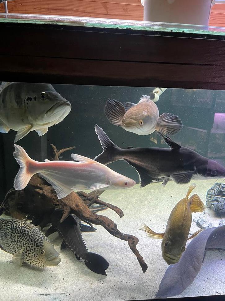 Pangasius, Dieren en Toebehoren, Vissen | Aquariumvissen, Zoetwatervis, Vis, Schoolvis