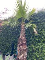 Palmen en exoten, In pot, Minder dan 100 cm, Volle zon, Ophalen of Verzenden