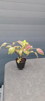Siernetel (Coleus) planten met opvallende rode bladeren., Huis en Inrichting, Kamerplanten, Ophalen of Verzenden, Overige soorten