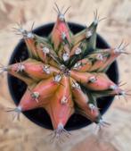 Cactus Gymnocalycium Mihanovichii p8 (J), Huis en Inrichting, Kamerplanten, Ophalen of Verzenden, Cactus, Volle zon, Minder dan 100 cm