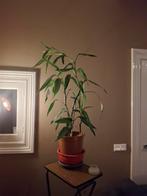 Bamboe plant, Ophalen, Halfschaduw