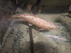 Ginrin koi karper 45cm+ koopje weg=weg, Dieren en Toebehoren, Vissen | Vijvervissen, Karper of Koi