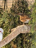 Dominicaanse Wida's koppel, Meerdere dieren, Tropenvogel, Geringd