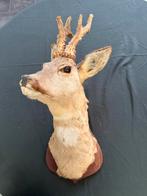 Opgezette reeënkop met geweien 2x, Ophalen, Zo goed als nieuw, Vogel