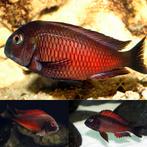 Kweekgroep Tropheus Moliro red, Dieren en Toebehoren, Vis