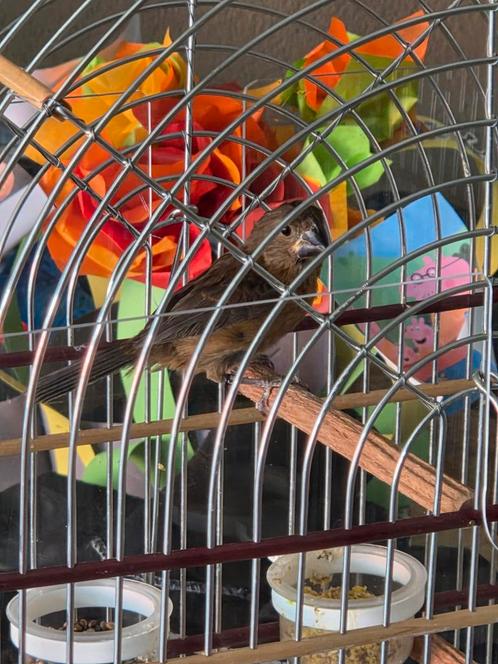 Picolet Jongman TOPPER !!!! VASTE PRIJS, Dieren en Toebehoren, Vogels | Overige Vogels