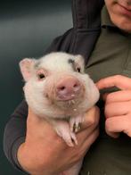 Minivarkens | Leuke biggen die goed tam worden!, Meerdere dieren, 0 tot 2 jaar, Varken