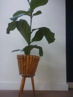 Vintage Bamboe Plantenstandaard, Ophalen of Verzenden