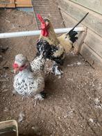 Gratis sabelpoot hen en haan, Dieren en Toebehoren, Pluimvee, Meerdere dieren, Kip
