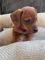 Super schattige jack/teck  pups!!, Parvo, Jack Russell Terriër, 8 tot 15 weken, Meerdere